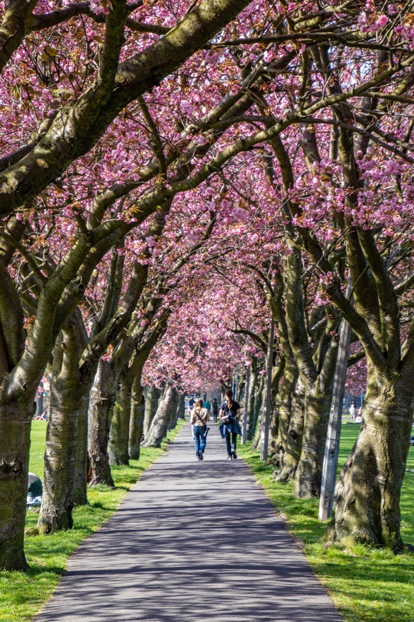 Cherry blossom in Edinburgh Stravaiging around Scotland